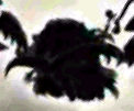 AncientMegatheirummon's silhouette